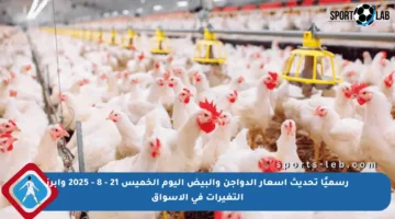 رسميًا تحديث أسعار الدواجن والبيض اليوم الخميس 21 – 8 – 2025 وأبرز التغيرات في الأسواق